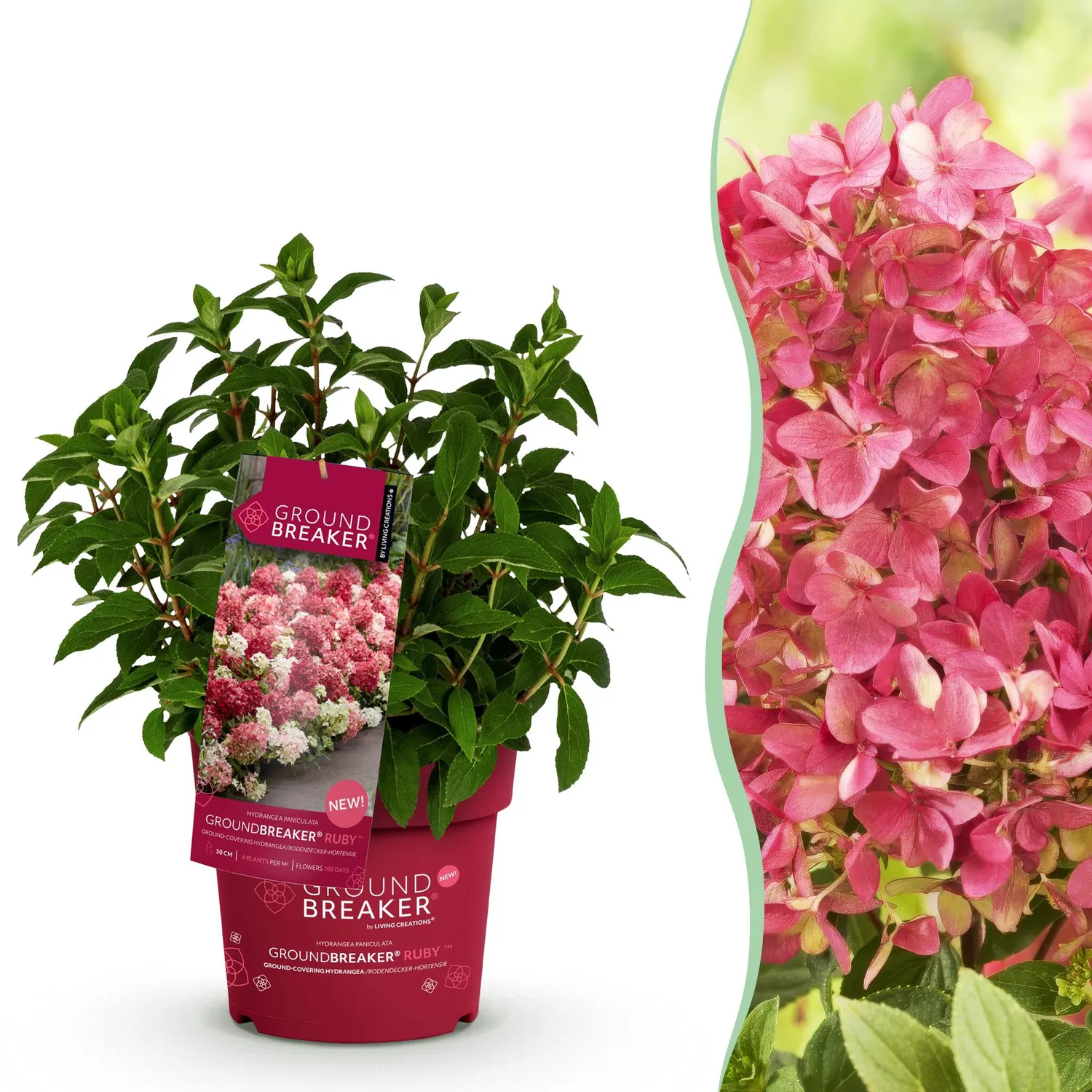 Plant and Stories Groundbreaker Ruby hortensia 1 plant rouge