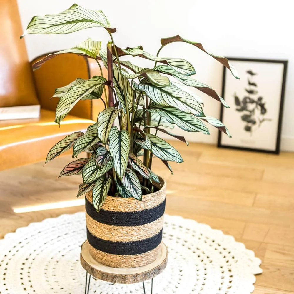 Réconciliation Végétale William calathea whitestar plante verte D19