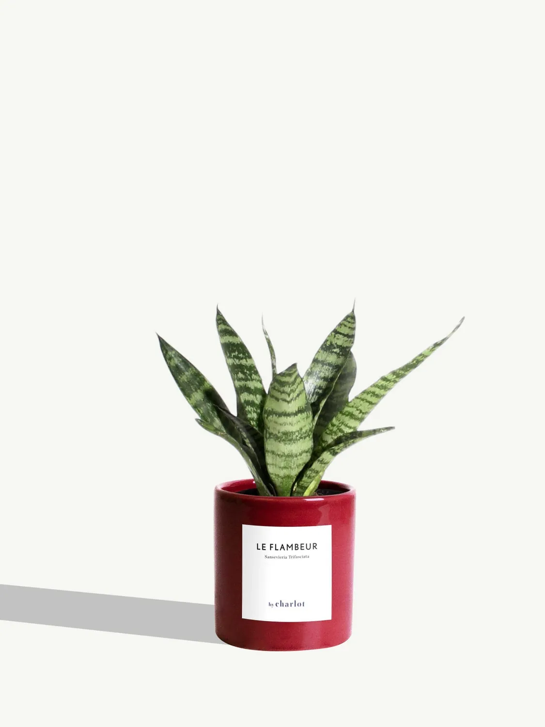 By Charlot Le Flambeur petite plante sansevieria XS