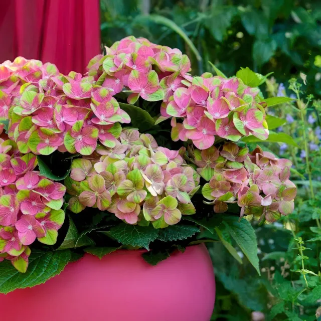 Plant and Stories Hortensia Magical Green Fire arbuste pot 23cm rose
