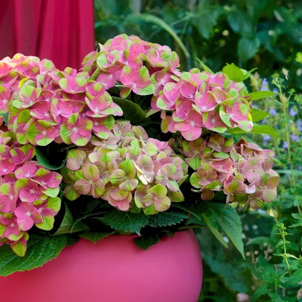 Plant and Stories Hortensia Magical Green Fire arbuste pot 23cm rose