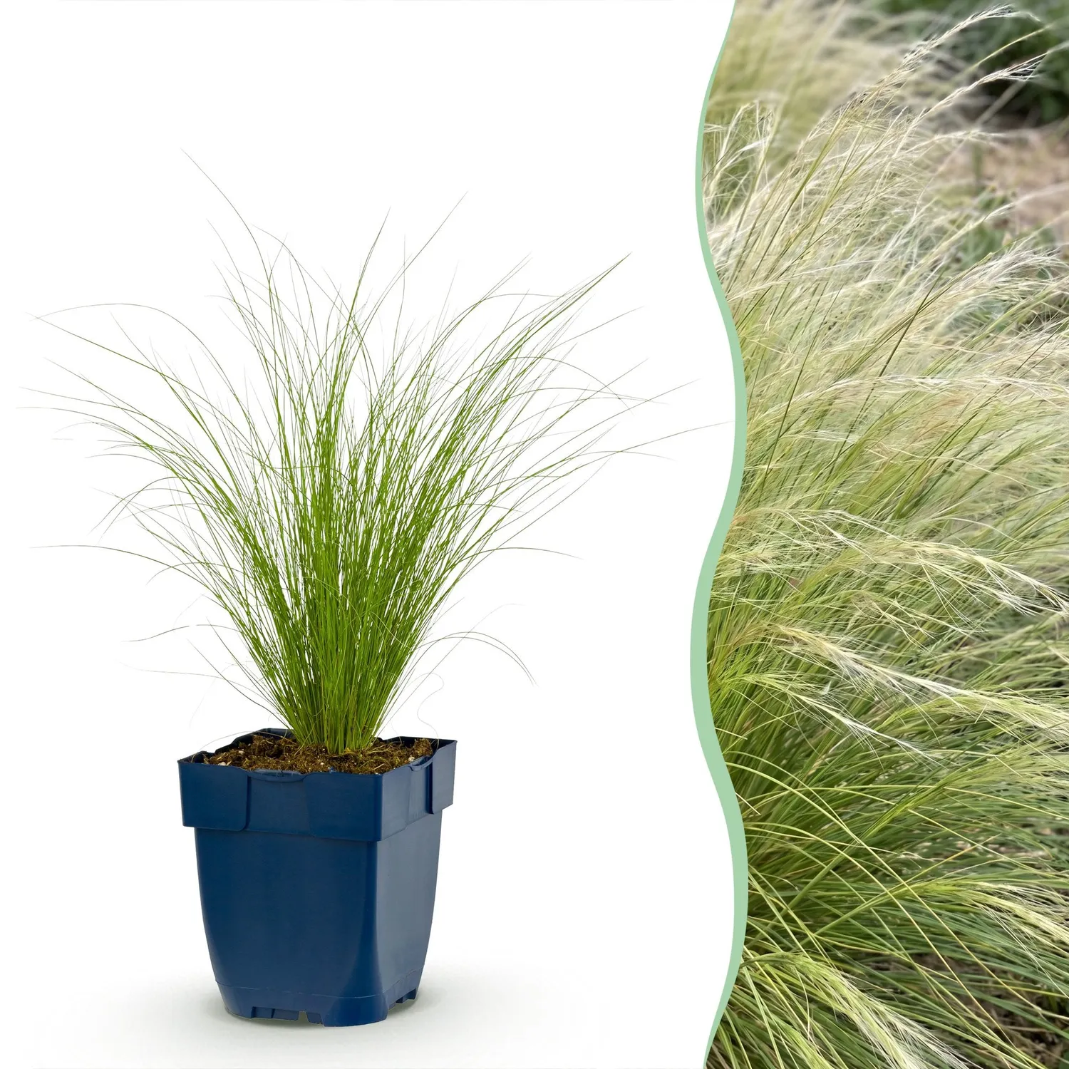 Plant and Stories Ponytails cheveux d'ange graminée 1 plant plein soleil
