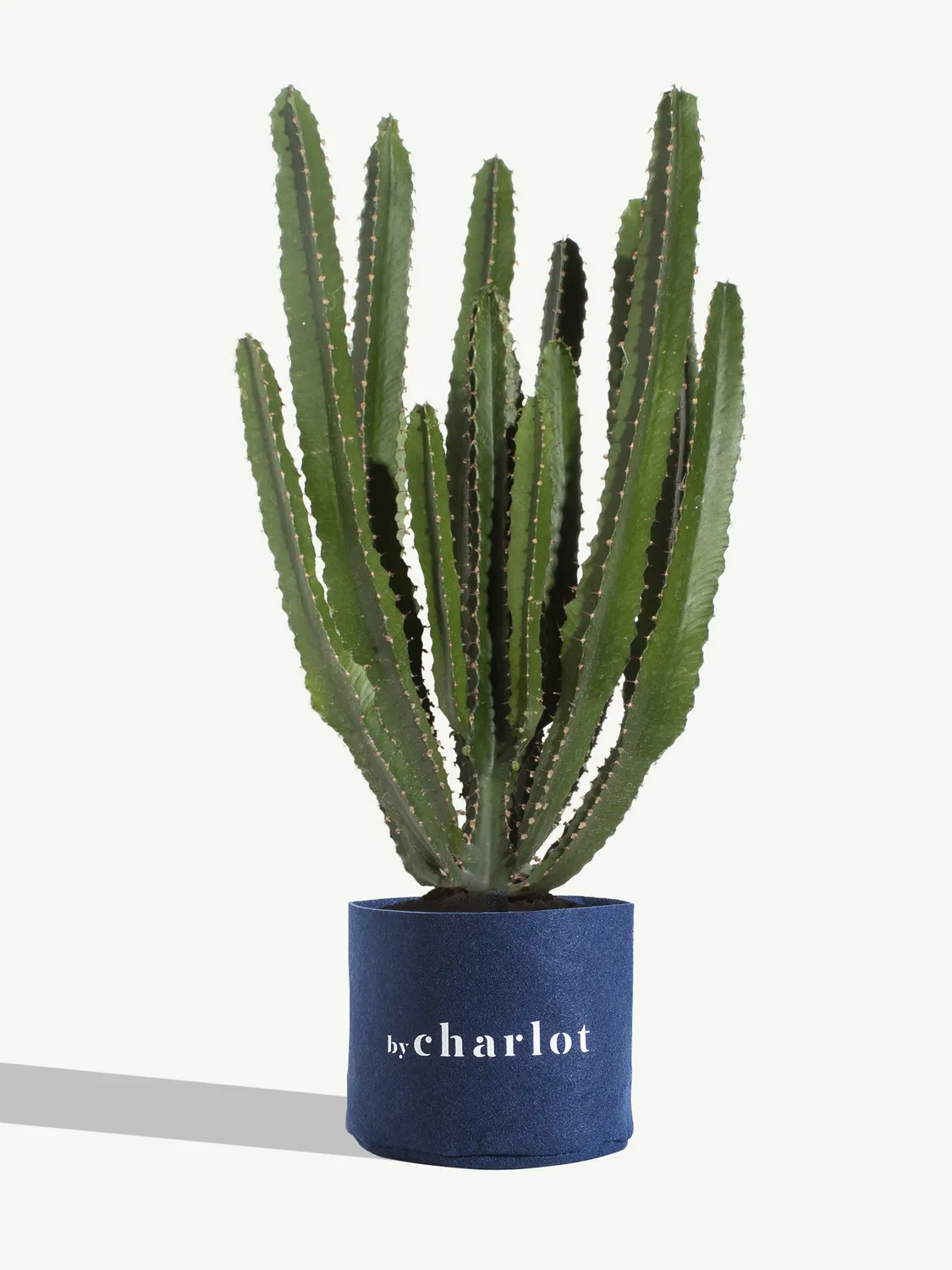 By Charlot Le Splendide plante euphorbe 28-32 cm