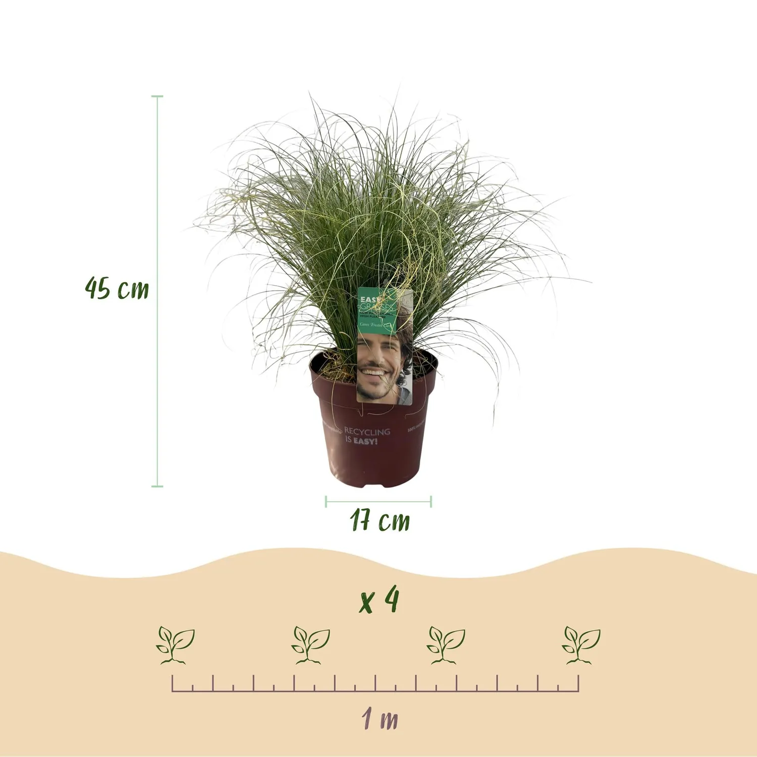 Plant and Stories Carex Frosted Curls laîche pot 17 cm ombre