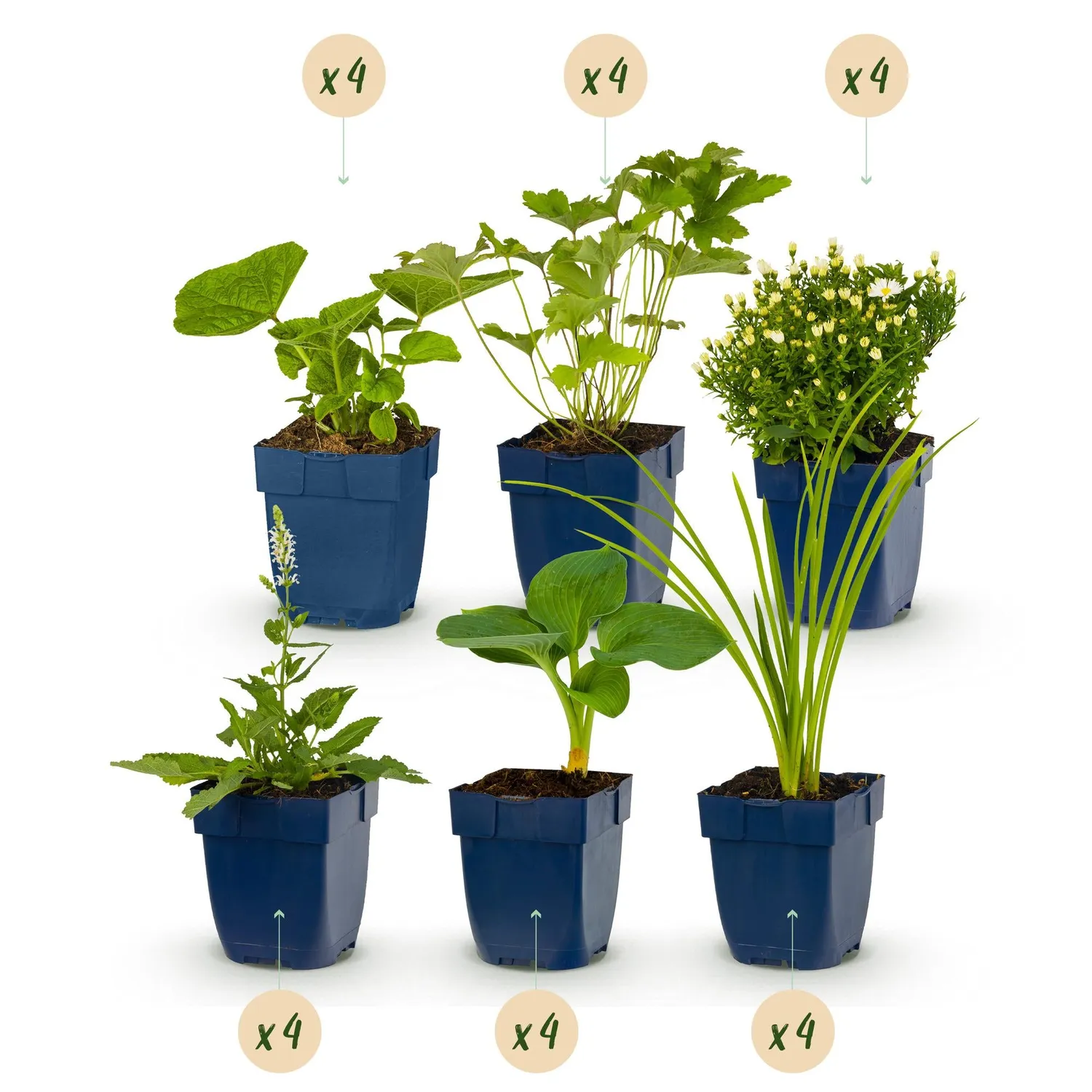 PLANT AND STORIES Pack vivaces blanches massif 24 plants pot 11 cm