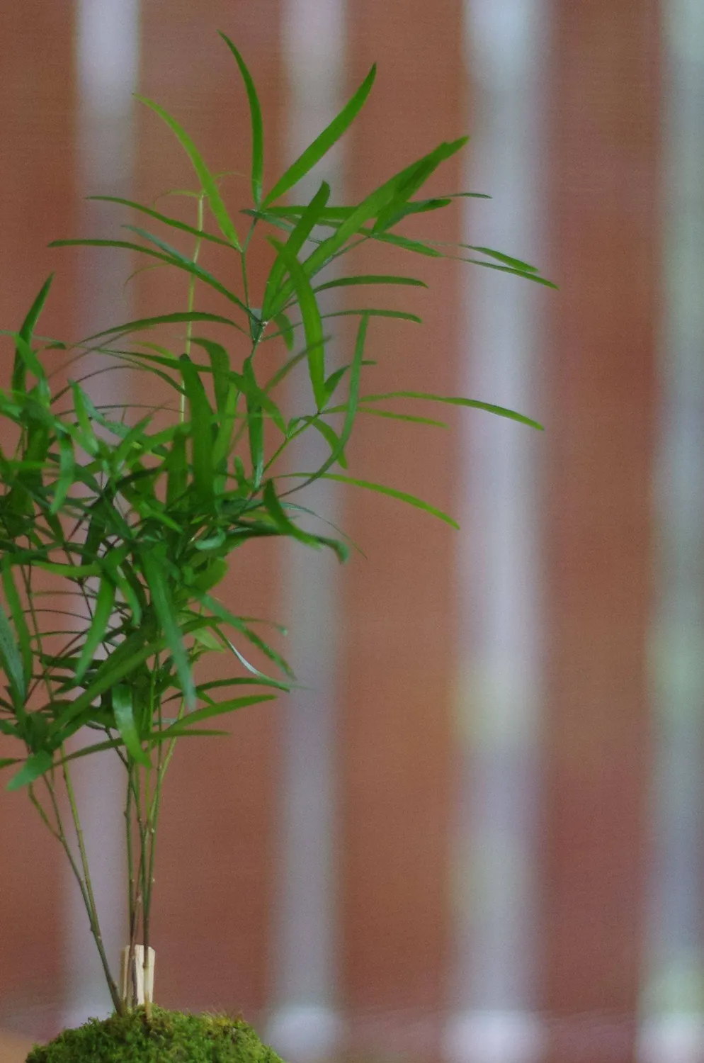 Aquaphyte Neodyme kokedama asparagus magnet 8 cm
