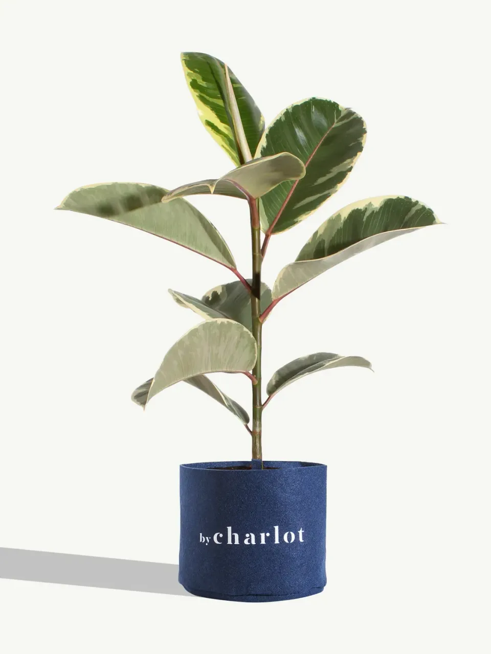 By Charlot Le Diplomate recharge ficus tineke 30 cm