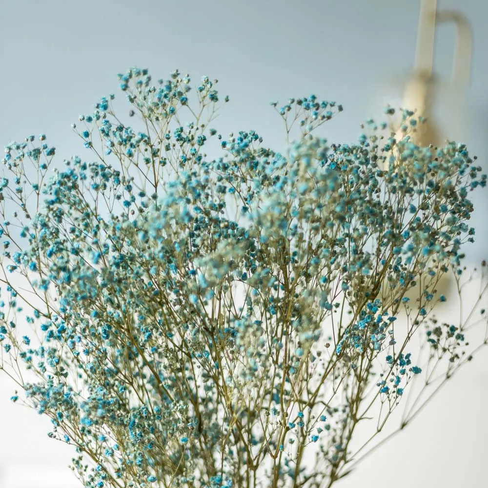 Réconciliation Végétale Gypsophile bouquet fleurs séchées 100g bleu