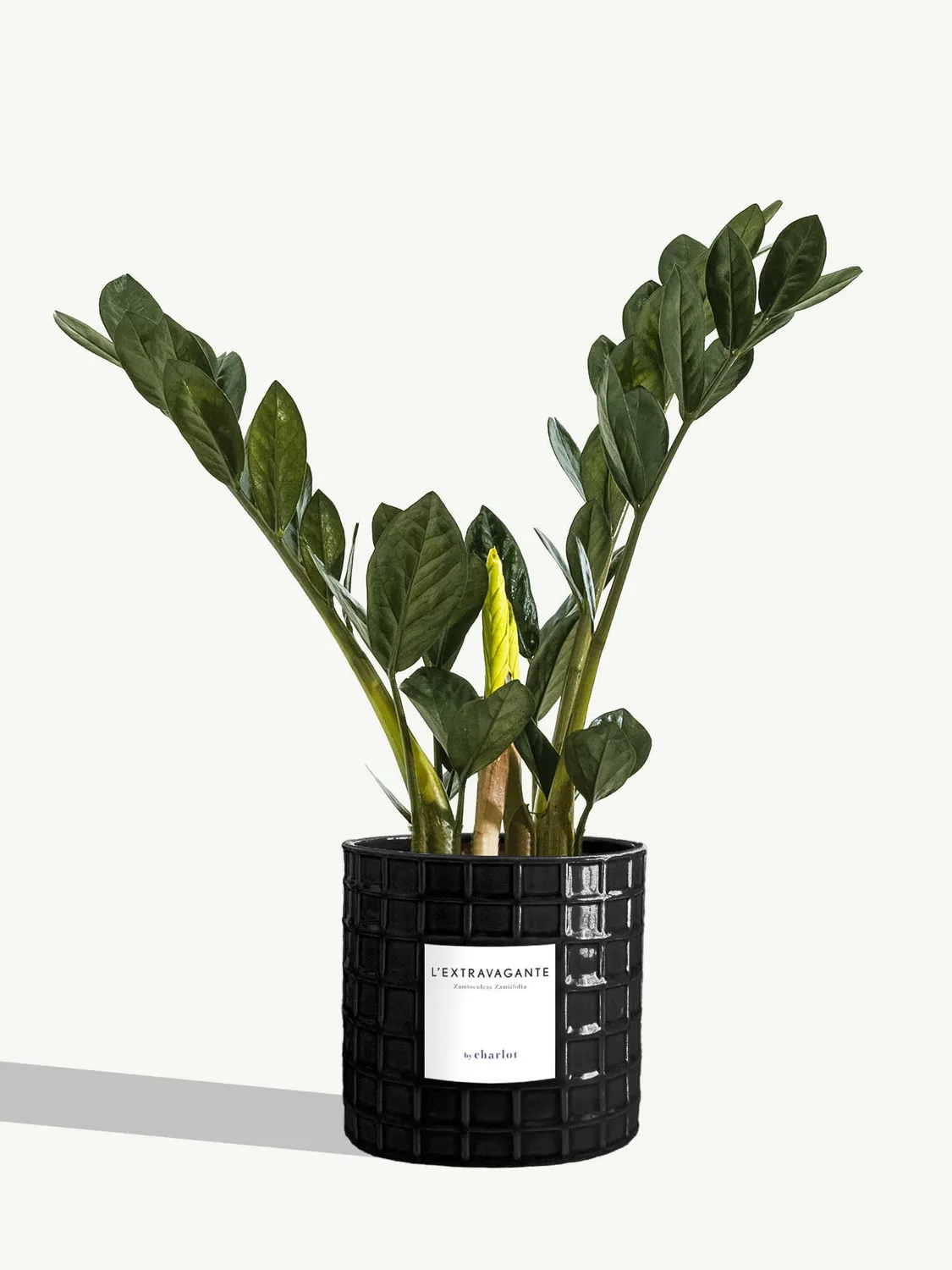 By Charlot L’Extravagante plante verte 50 cm pot 14 cm