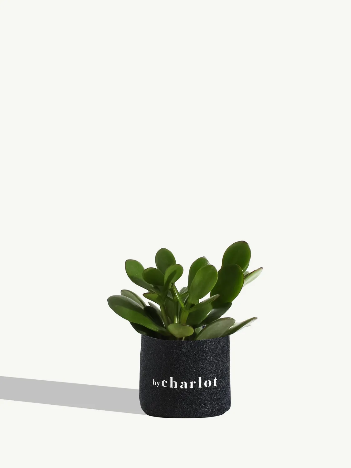 By Charlot La Délicate succulente Crassula recharge XS