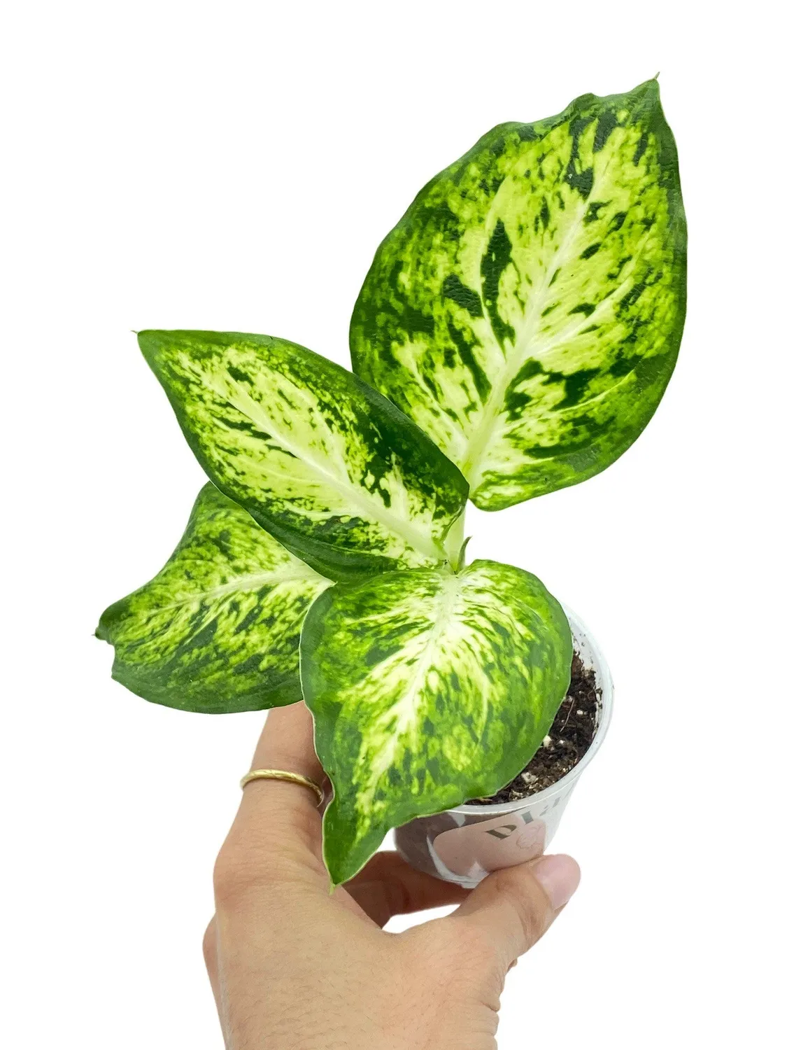 Plant and Stories Dieffenbachia Mars plante 12 cm