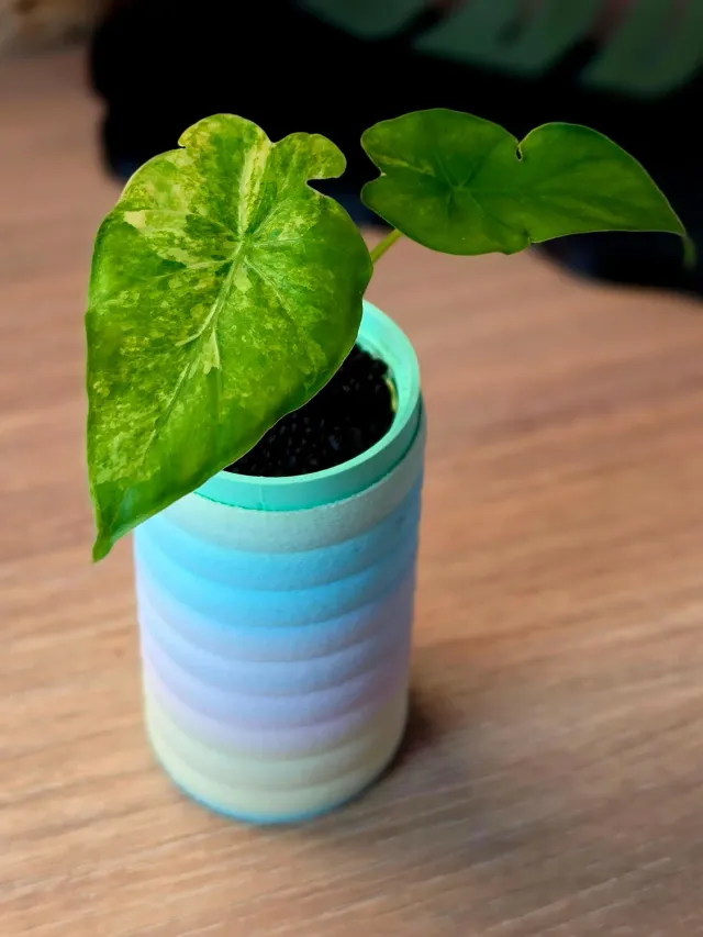 plant.ess Alocasia Infernalis x Calidora plante panachée 2 feuilles