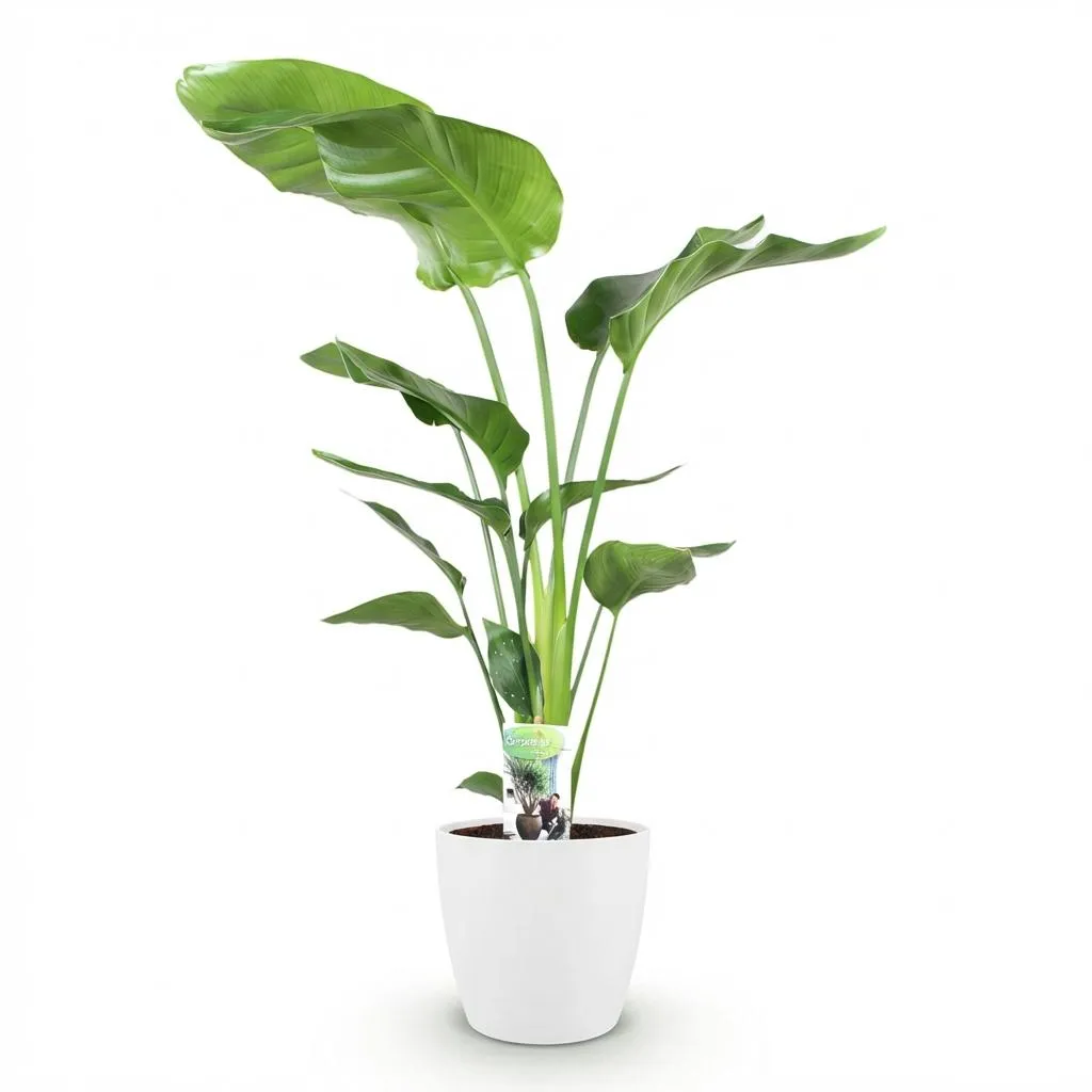 Plant and Stories Strelitzia Nicolai plante XXL pot 17cm verte