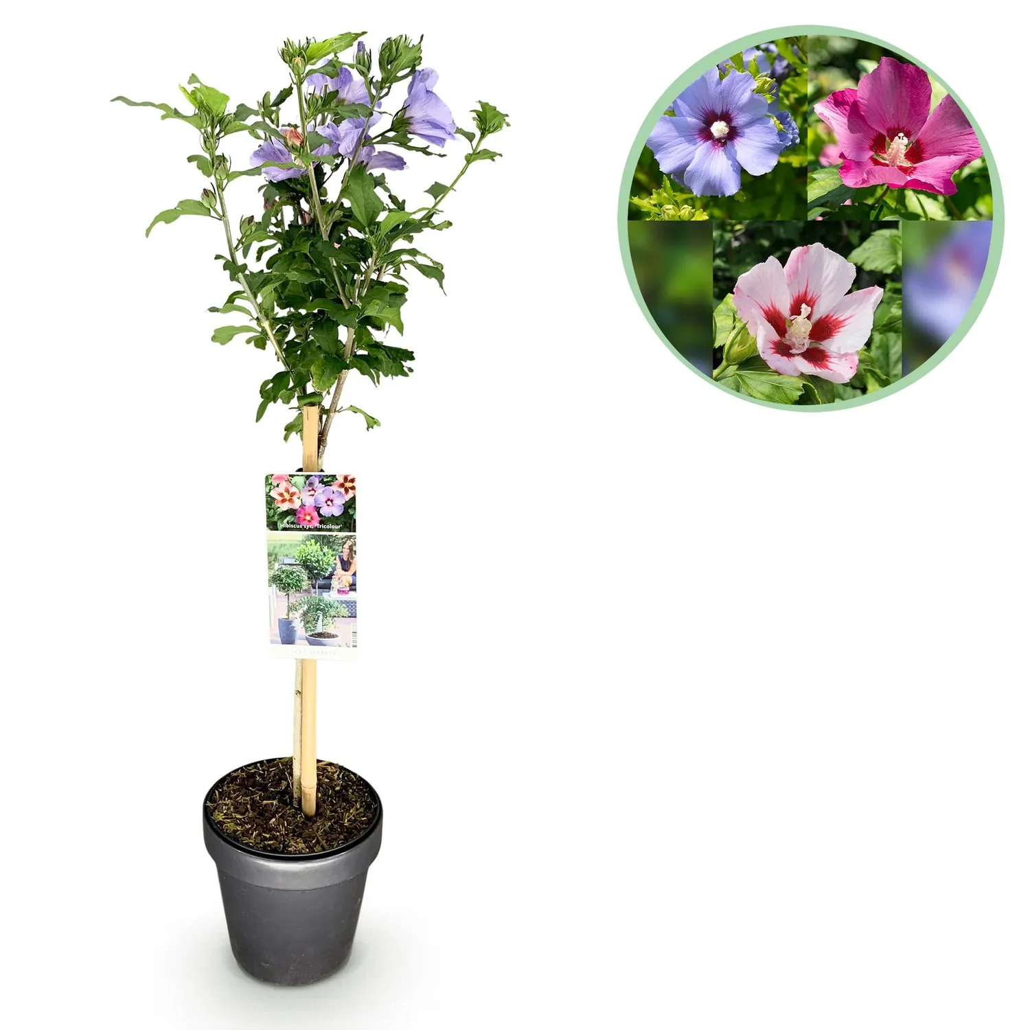 Plant and Stories Hibiscus syriacus Tricolour arbuste pot 19 cm rustique