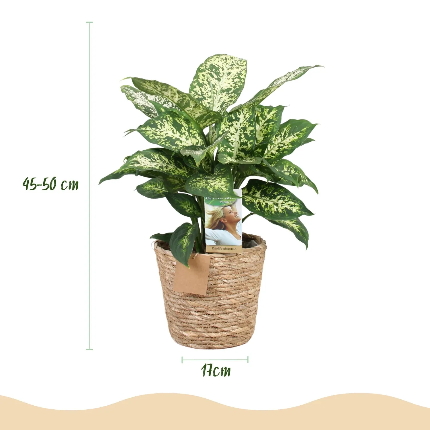 Plant and Stories Dieffenbachia Compacta intérieur 17 cm panier