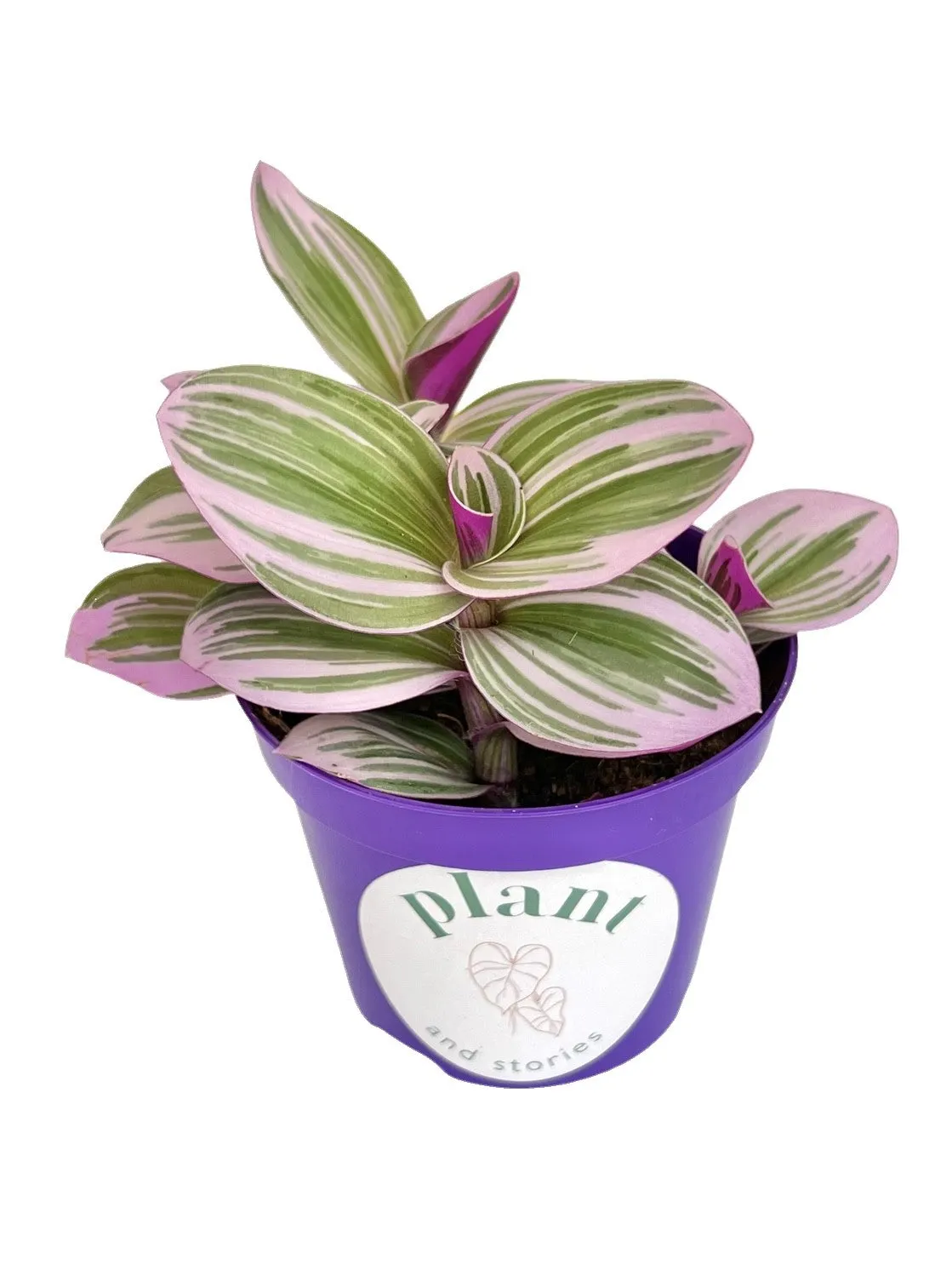 Plant and Stories Tradescantia Nanouk plante d'intérieur pot 8 cm rose