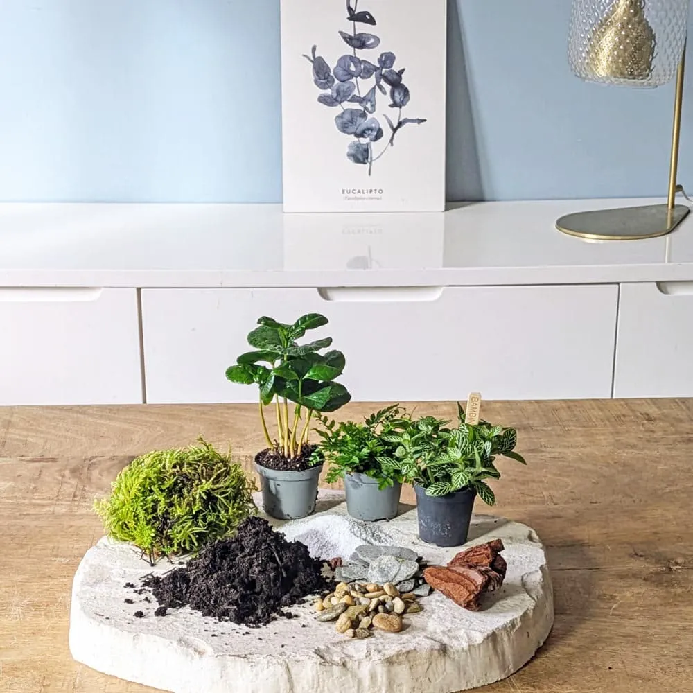 Réconciliation Végétale recharge terrarium grand modèle 3 plantes