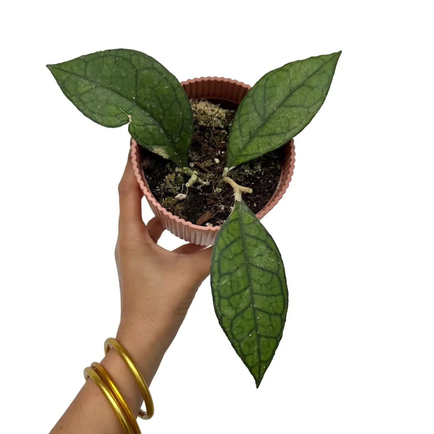 Plant and Stories Hoya Clemensiorum plante pot 6cm velouté