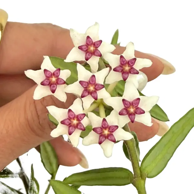 Plant and Stories Hoya Engleriana plante grimpante pot 6 cm