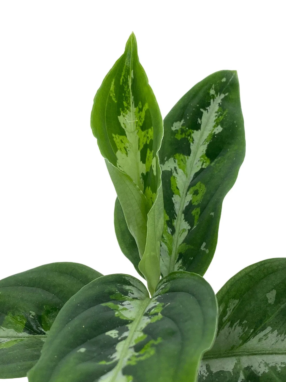 Plant and Stories Pictum Tricolor aglaonema pot 6 cm