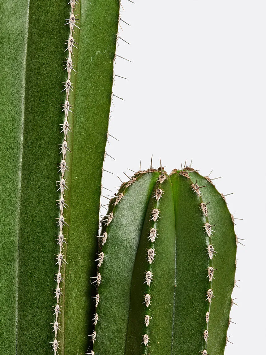 By Charlot Le Dandy cactus XS Lemaireocereus 9 cm