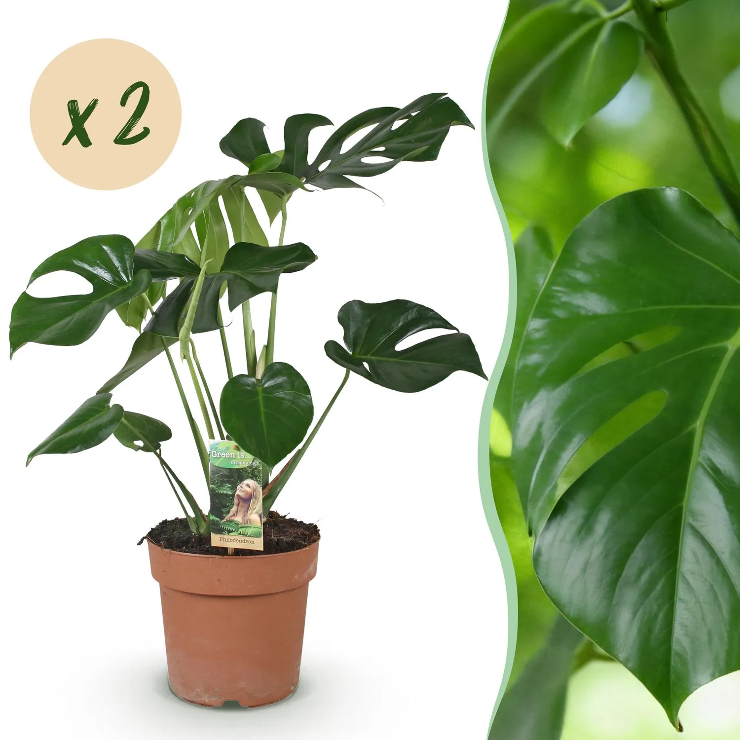 Plant and Stories Monstera Deliciosa Plante Trous Lot 2 Pot 17cm