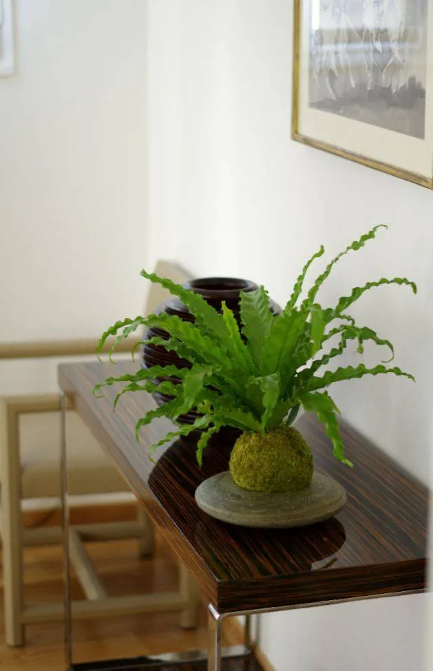 Aquaphyte Gondwana Ni kokedama fougere Osaka purifiant