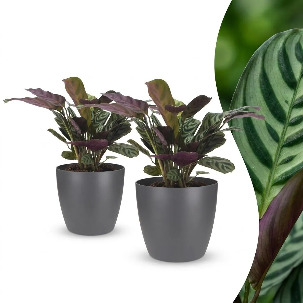 Plant and Stories Ctenanthe Burle Marxii plante prière pot 12 cm