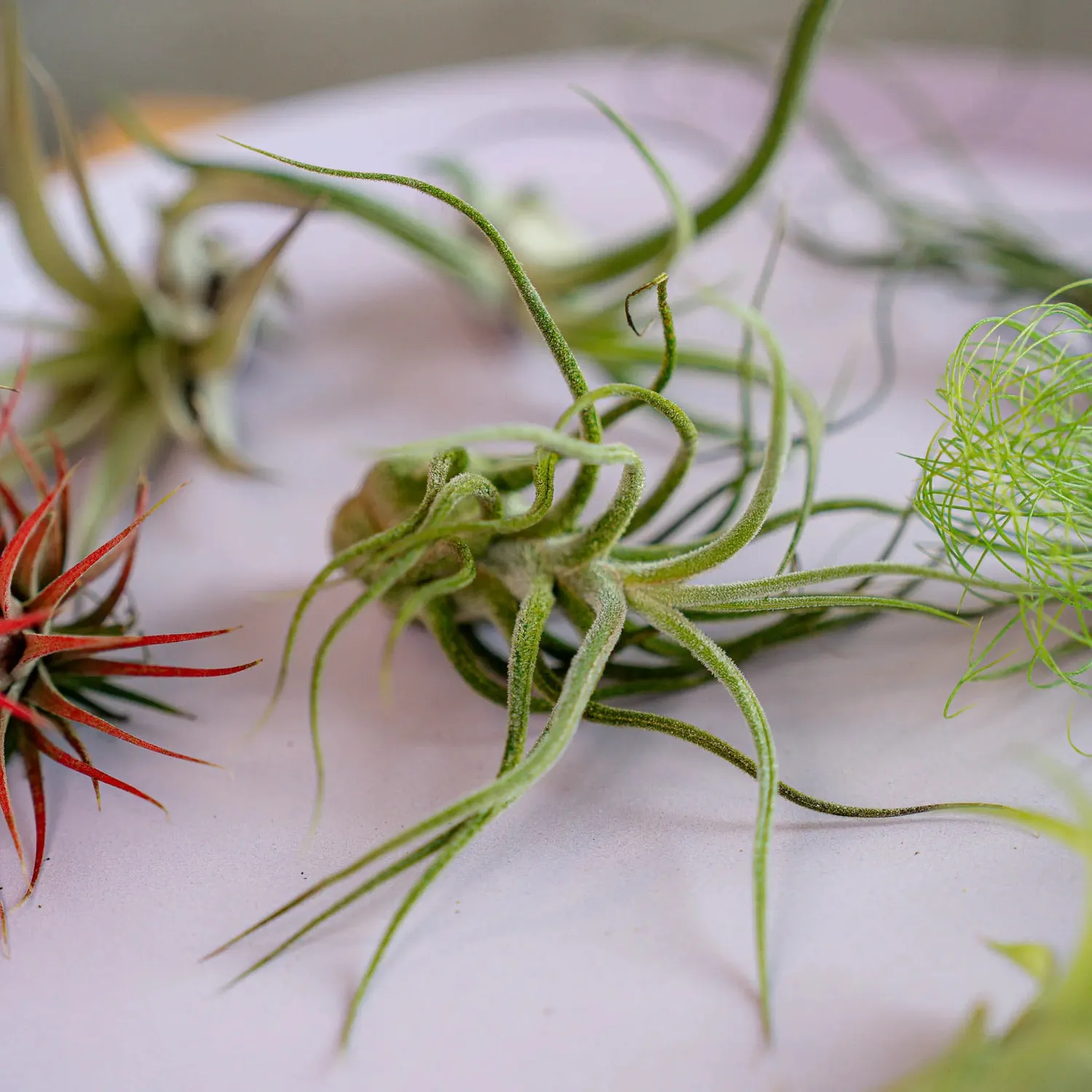 Airplantshop Surprise Box coffret 10 plantes ariennes varies