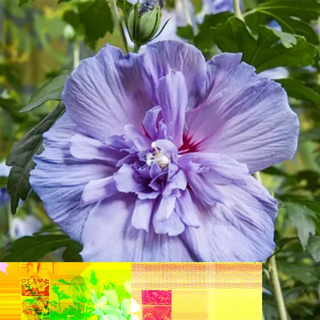 Plant and Stories Hibiscus Blue Chiffon arbuste fleurs 90 cm pot 19 cm