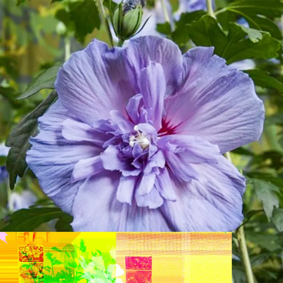 Plant and Stories Hibiscus Blue Chiffon arbuste fleurs 90 cm pot 19 cm