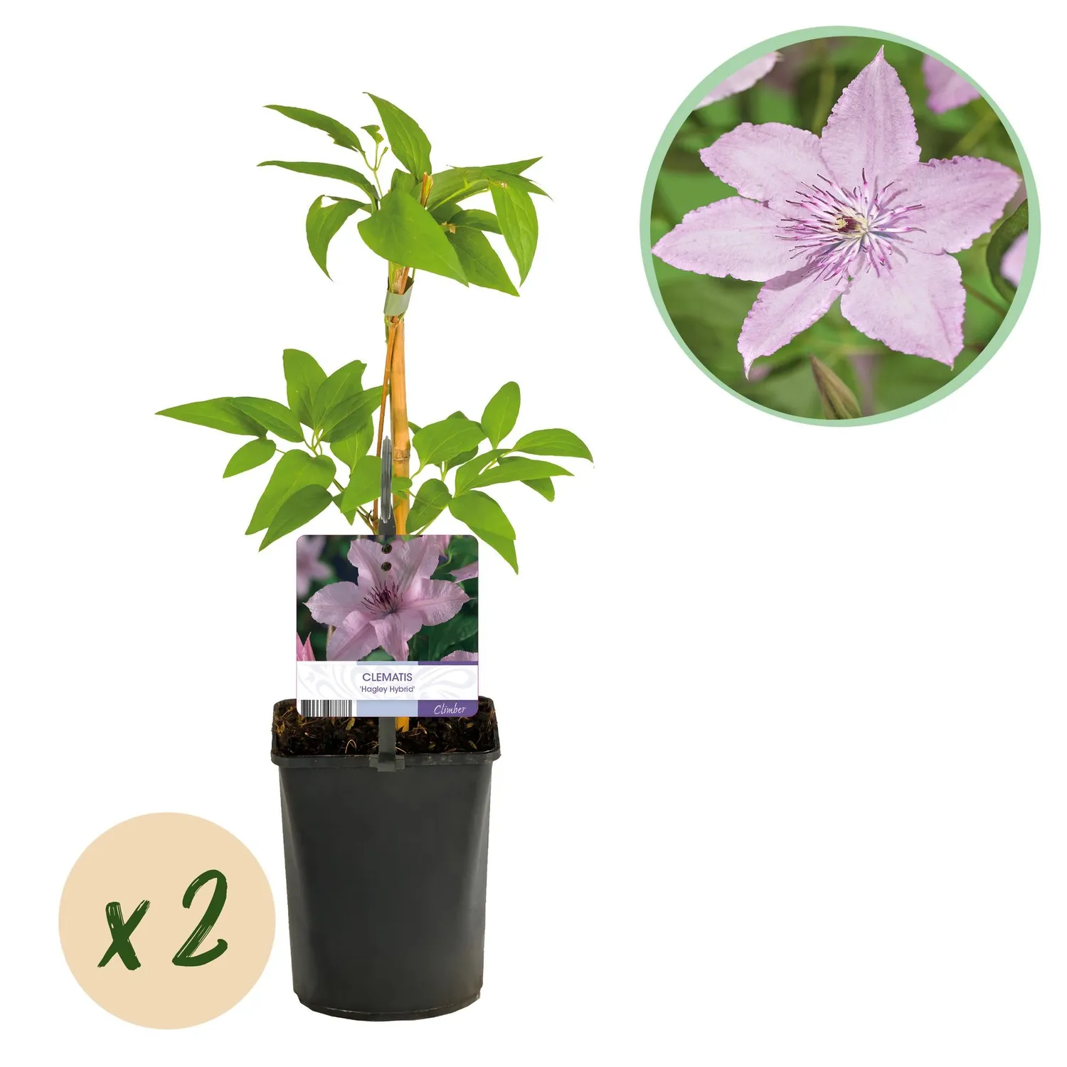 Plant and Stories Clématite Hagley Hybrid grimpante rose 40cm lot 2