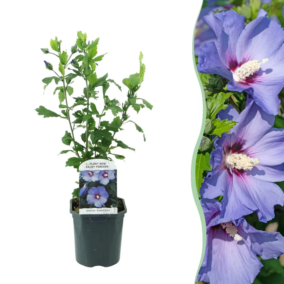 Plant and Stories Hibiscus Oiseau Bleu arbuste 1 plant bleu