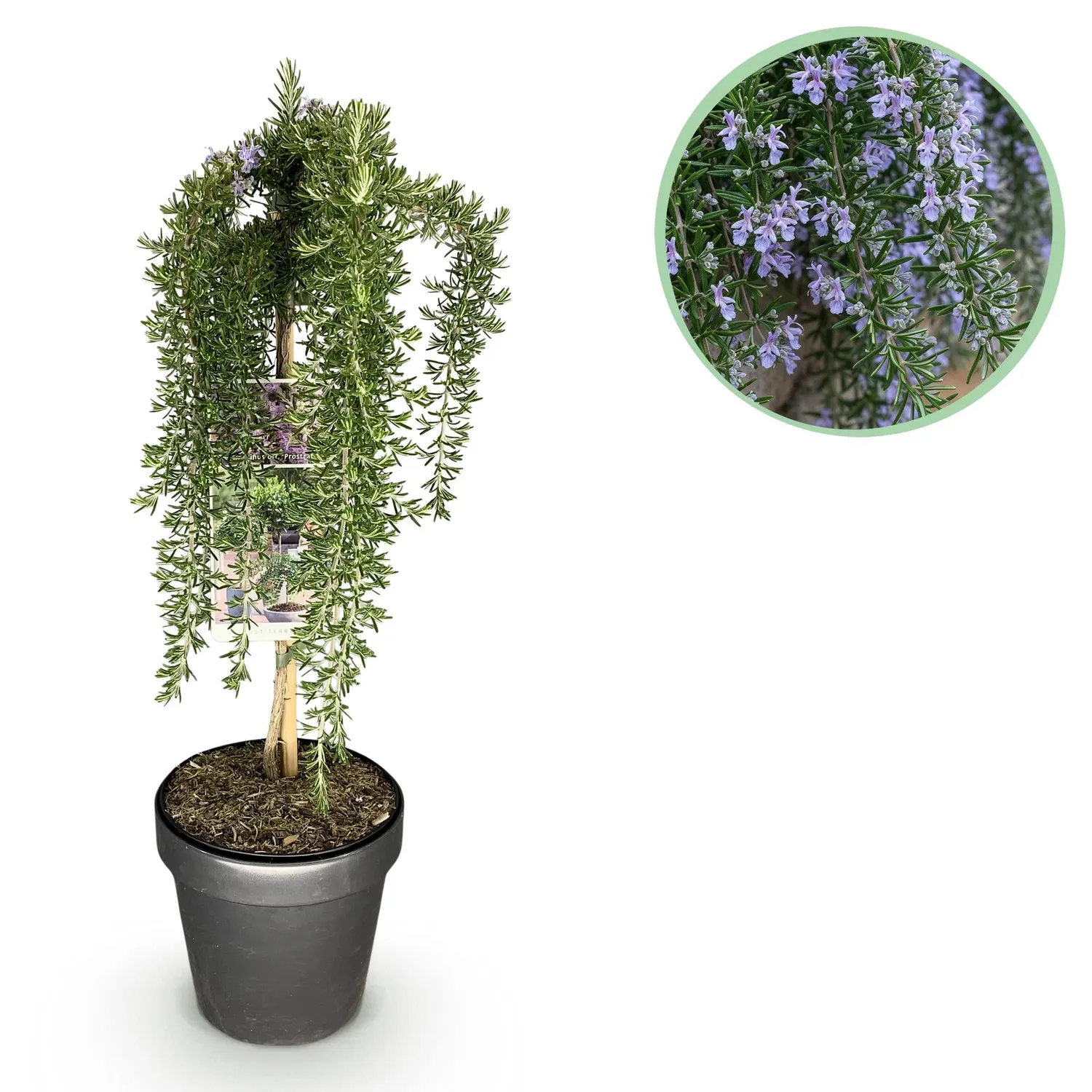 Plant and Stories Prostratus Violet romarin sur tige pot 19 cm