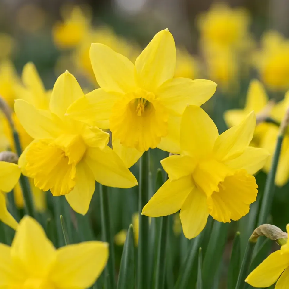 Plant and Stories Narcisse February Gold bulbes 15 floraison février