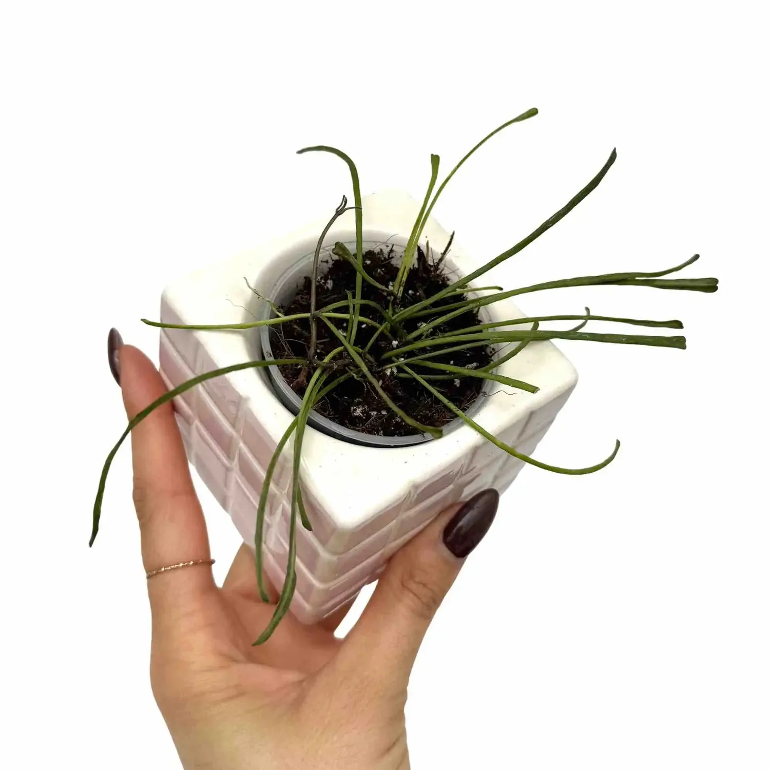 Plant and Stories Hoya Retusa plante pot 6cm feuilles filiformes