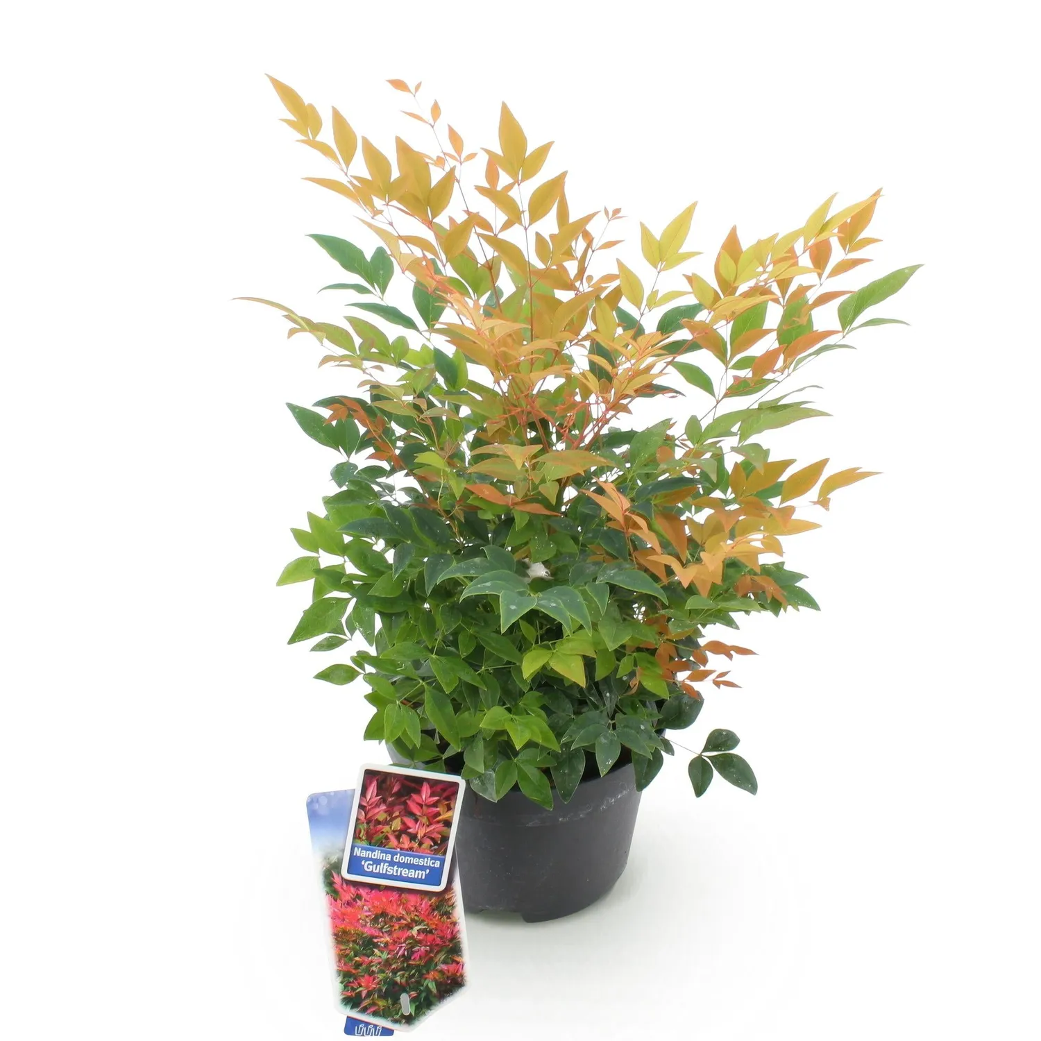 Plant and Stories Gulf Stream bambou sacré arbuste pot 17 cm