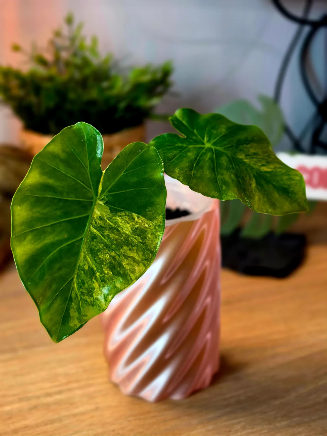 plant.ess Alocasia Infernalis x Calidora plante panachée 2 feuilles