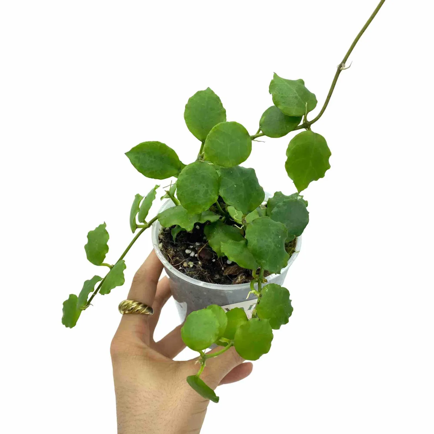 Plant and Stories Hoya Endauensis plante pot 6 cm argent veiné
