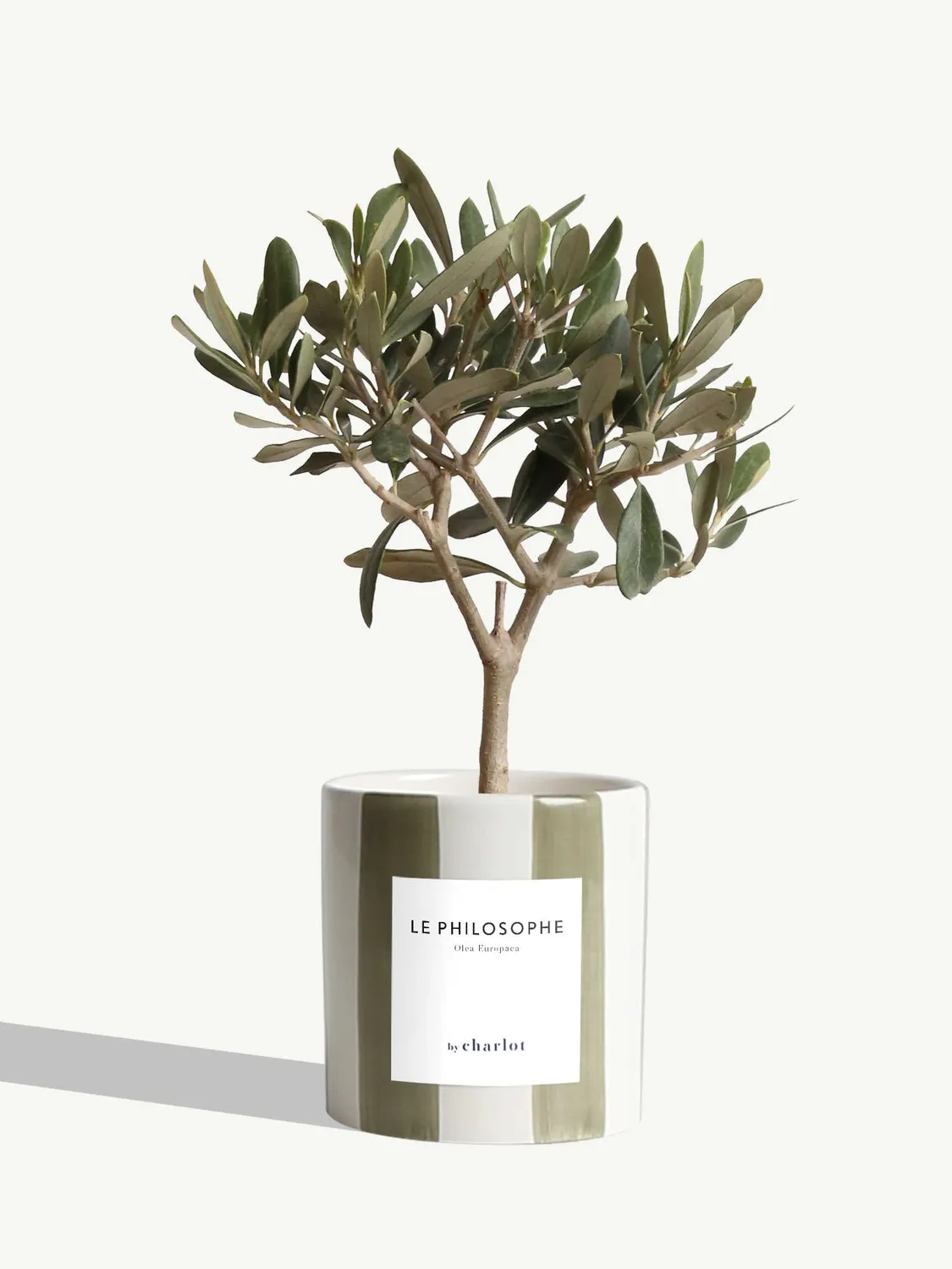 By Charlot Le Philosophe olivier plante pot 10 cm