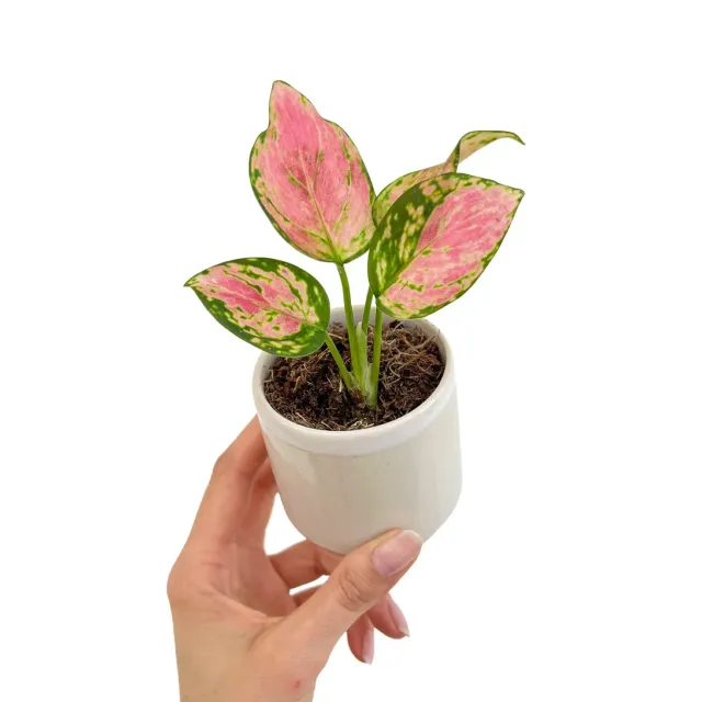 Plant and Stories Aglaonema Pink Star plante pot 6 cm rose