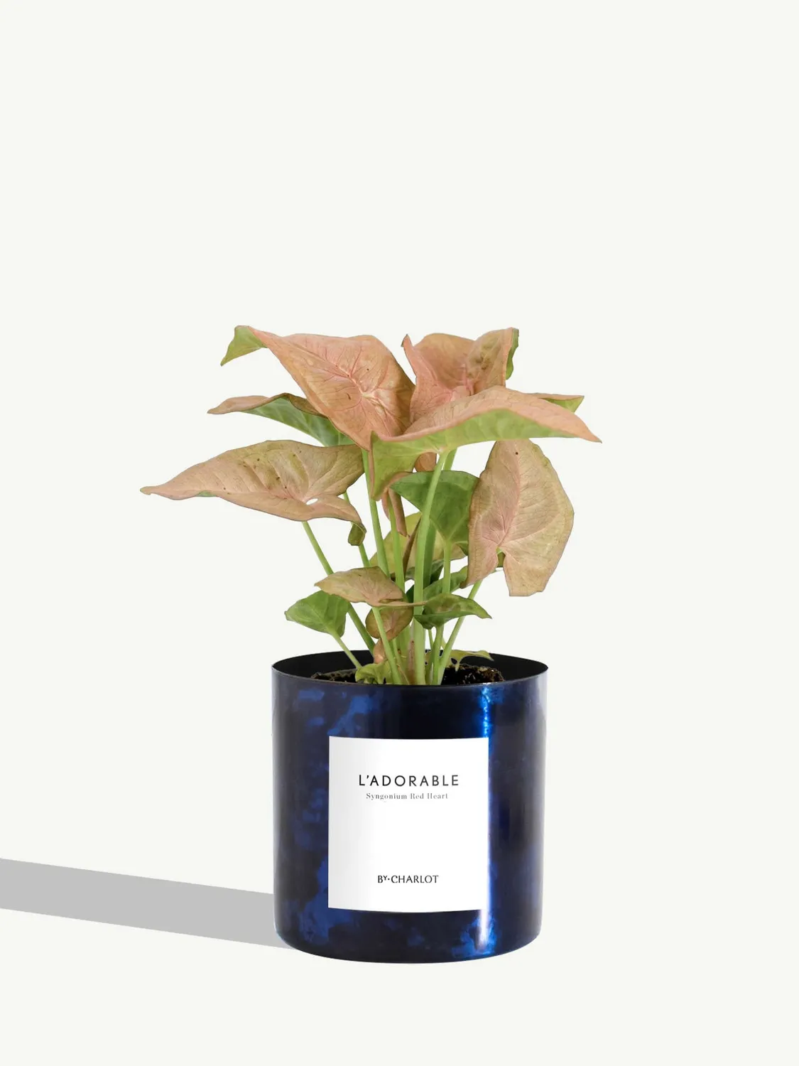 By Charlot L'Adorable syngonium plante pot 10 cm lumineuse