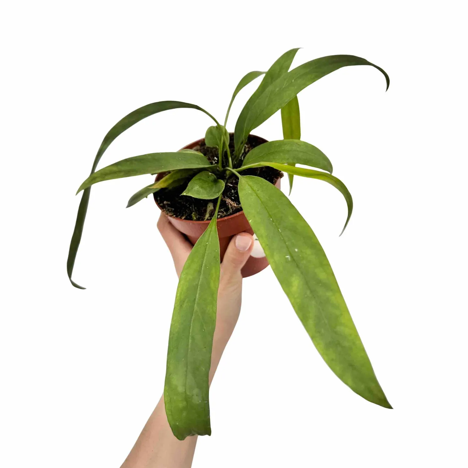 Plant and Stories Anthurium Vittariifolium plante pot 12cm feuilles lanières