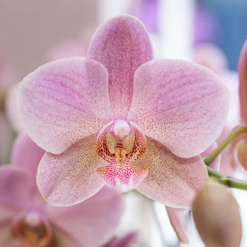 Plant and Stories Treviso orchidée rose ancien lot de 2