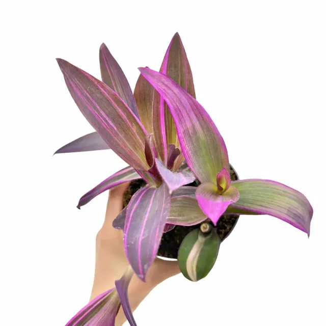 Plant and Stories Tradescantia Pallida Purple Heart plante pot 12cm