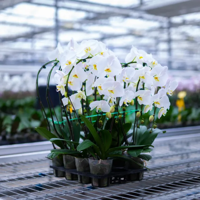 Orchidées de Prestige Brut Arc phalaenopsis arche fleurie