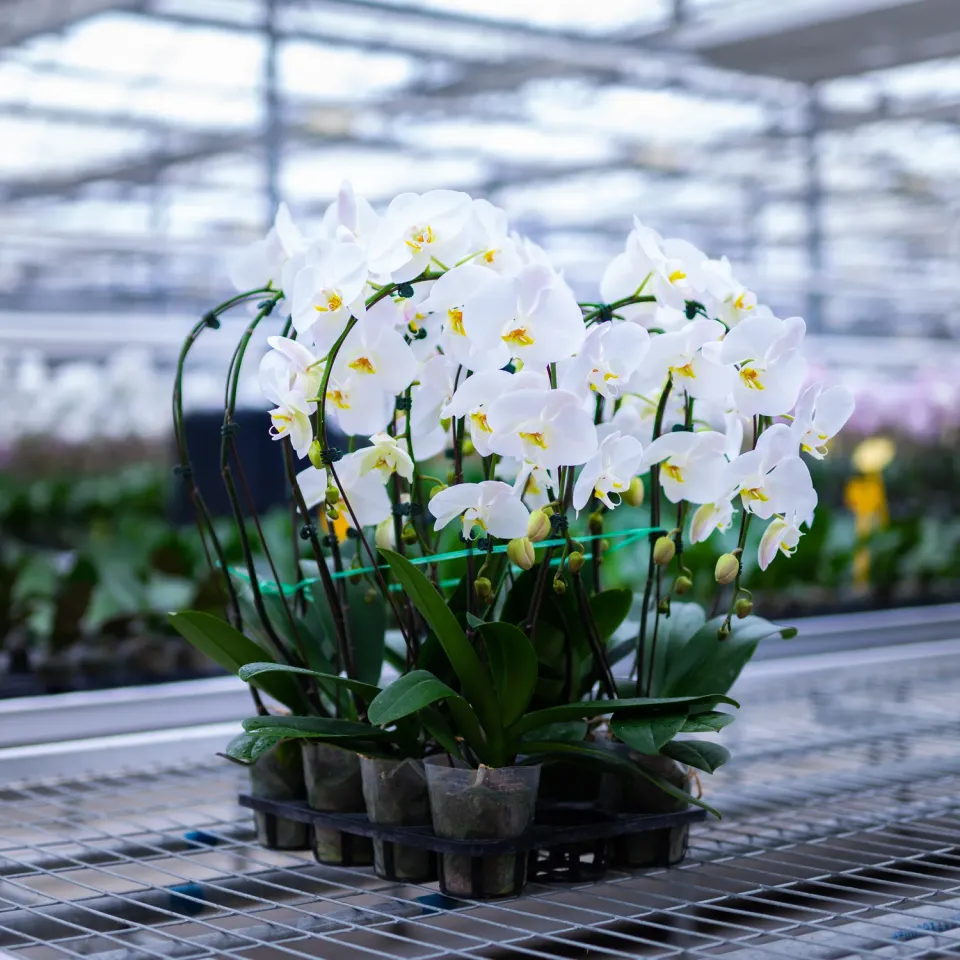 Orchidées de Prestige Brut Arc phalaenopsis arche fleurie