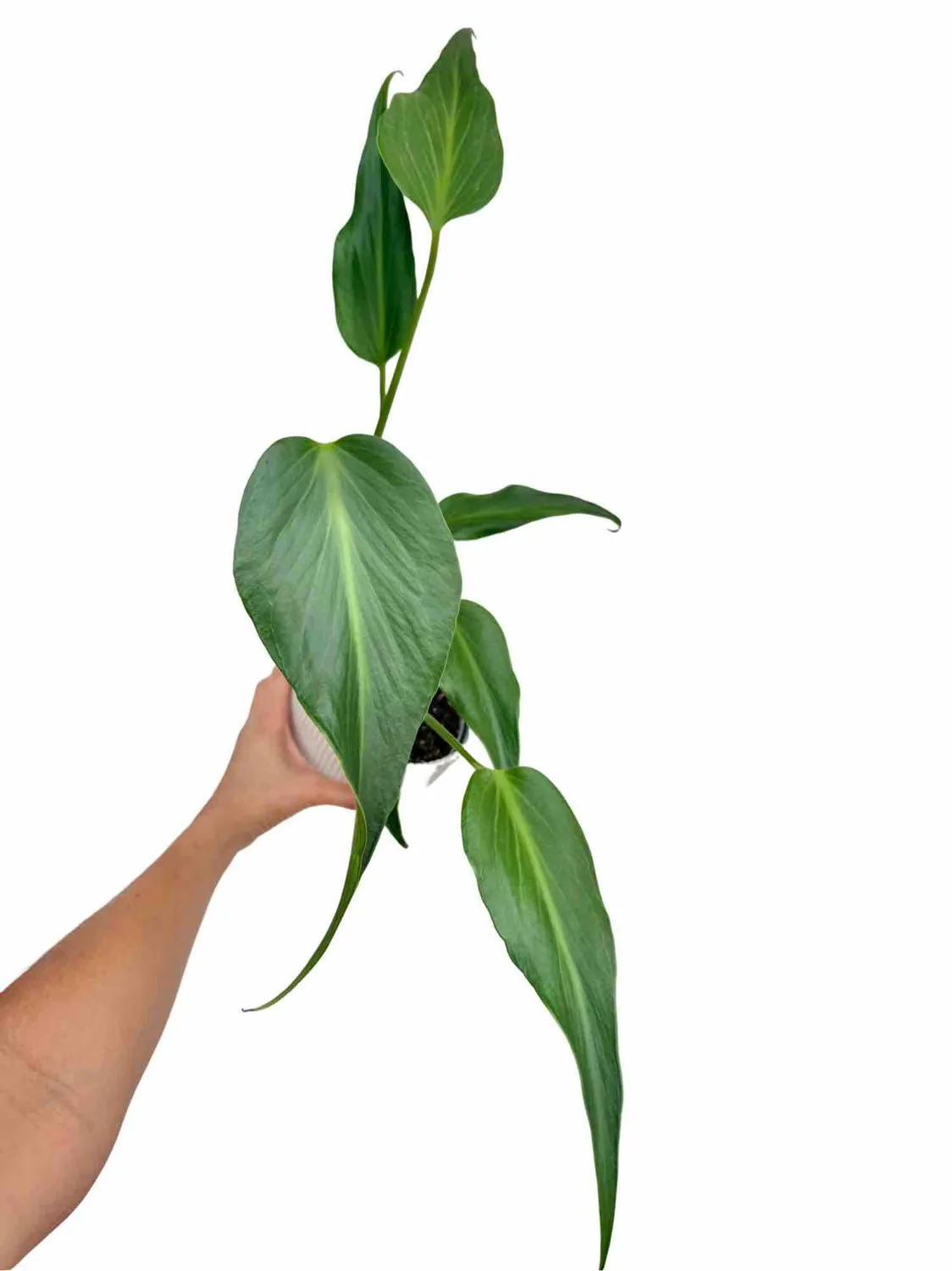 Plant and Stories Monstera Burle Marx Flame plante pot 6 cm découpée