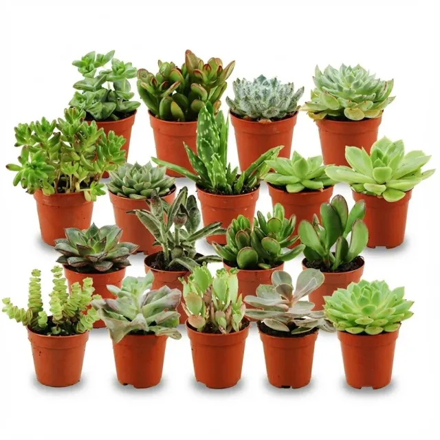 Plant and Stories Succulentes Mix lot 18 plantes pot 5 cm graphique
