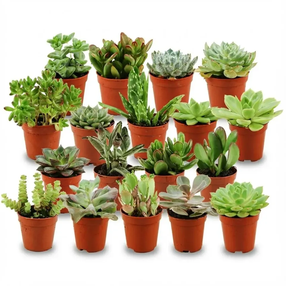 Plant and Stories Succulentes Mix lot 18 plantes pot 5 cm graphique